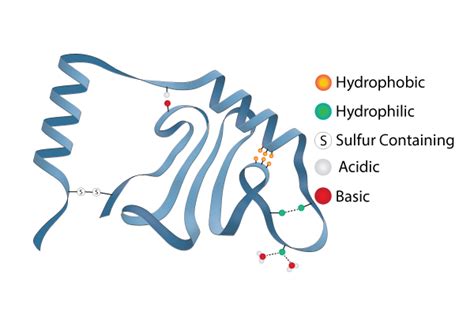 Tertiary Structure of Protein Peptide Bond, Amino Acid Sequence, Active Site, Hydrogen Bond ...