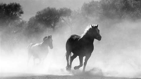 Black and White Horse Wallpapers - Top Free Black and White Horse Backgrounds - WallpaperAccess