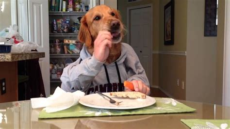 Dogs Eating With Human Hands | POPSUGAR Pets