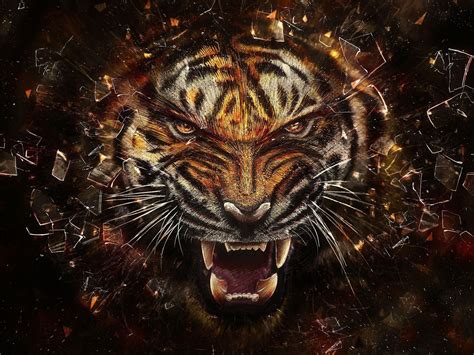 Tiger Face Wallpapers - 4k, HD Tiger Face Backgrounds on WallpaperBat