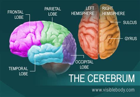 Human Brain Anatomy And Function Cerebrum Brainstem - Riset