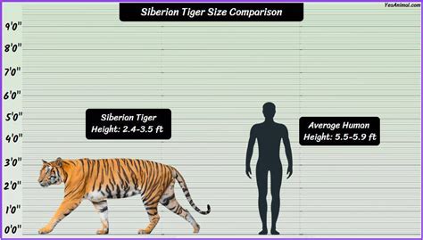 Siberian Tiger Size: How Big Are They Compared To Others?