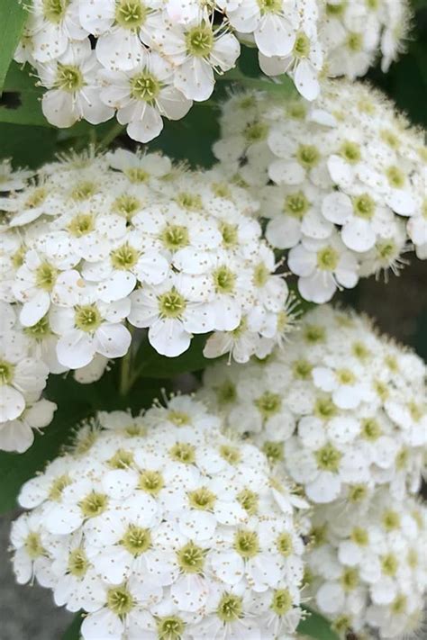 Buy Reeves Bridal Wreath Spirea | FREE SHIPPING | Wilson Bros Gardens | 1 Gallon Pot for sale online