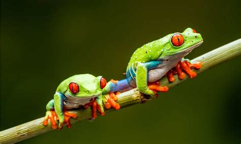 Red-Eyed Tree Frog Pictures - AZ Animals