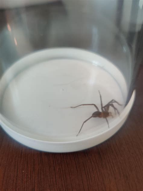 is this a Chilean recluse spider (pic taken in Chile)? : r/spiders