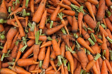 Orange carrots stock photo. Image of toots, juice, carrot - 22909040