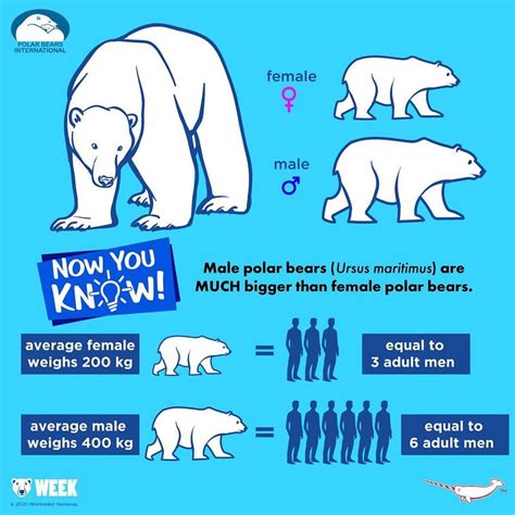 Now You Know: Male Polar Bears (Ursus maritimus) are MUCH bigger than female polar bears. This ...