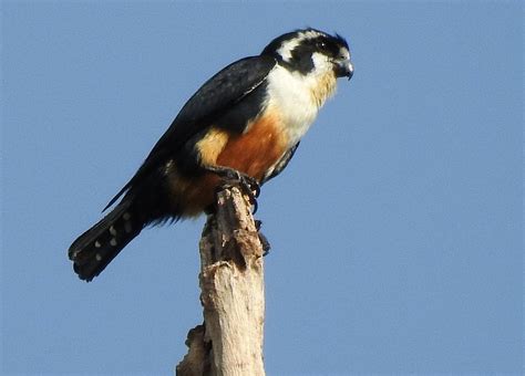 This Tiny Adorable Bird Is the World’s Smallest Bird of Prey