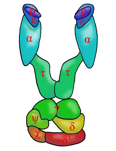 File:DNA polymerase III (with subunits).jpg - Wikimedia Commons