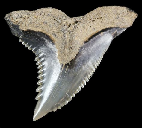 .98" Hemipristis Shark Tooth Fossil - Virginia For Sale (#52049) - FossilEra.com