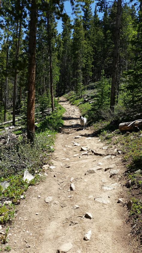 Breckenridge Early Summer Hiking Trails - Breckenridge, Colorado