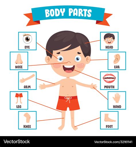 Animated Human Body Parts