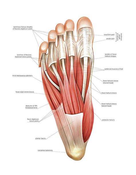 Interosseous Muscles Of The Foot Art Print by Asklepios Medical Atlas