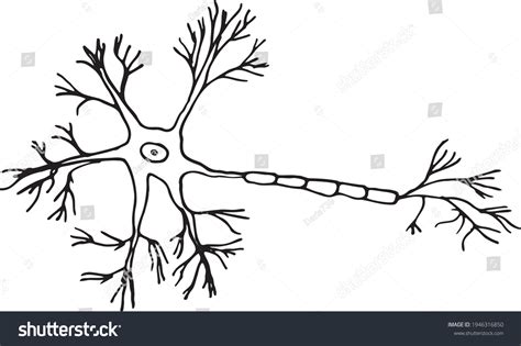 1,435 imágenes, fotos de stock, objetos en 3D y vectores sobre Neuronas blanco y negro vector ...