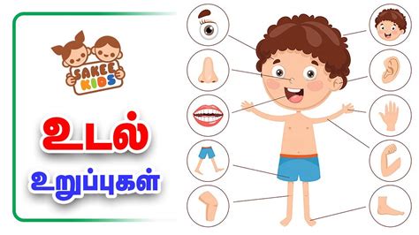 Body Parts Tamil / Learn Tamil through English - Lesson 11 - Parts of the ... : Vocabulary about ...