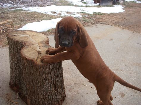 Redbone Coonhound Info, Temperament, Training, Puppies, Pictures