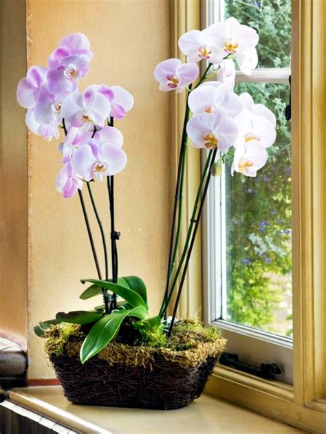 Tips for beautiful indoor plants - Orchid Care – Ofdesign