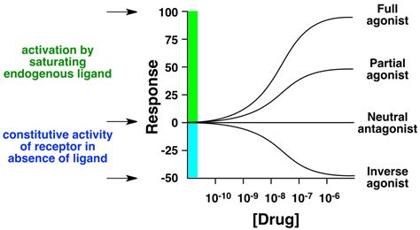 neuroscience - Inverse Agonist vs Neutral Antagonist - Biology Stack Exchange