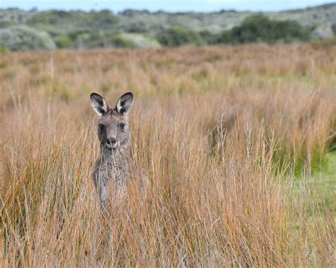 Australian Grasslands | Grassland Groupies