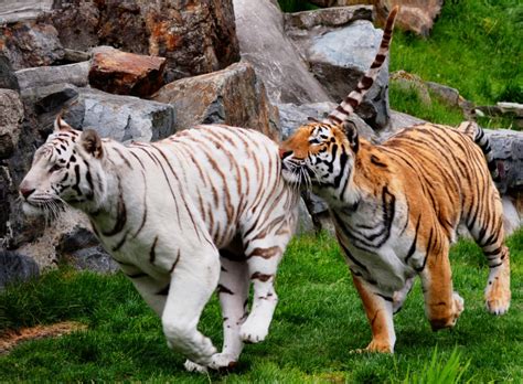 Bengal Tiger - Cougar Mountain Zoo