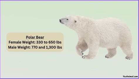 Polar Bear Weight: How Heavy Are They? With Comparison