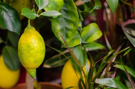 Lemon Tree with Yellow Leaves » Top Tips & Facts