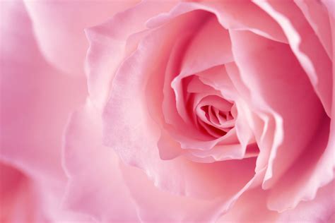 Pink Roses Backgrounds - Wallpaper Cave