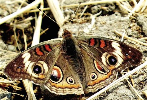 Buckeye butterfly... : pics