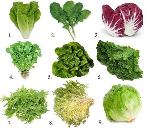 lettuce types | Cooking tips & tricks | Pinterest