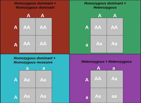 These Punnett Squares show the various outcomes of homozygous and heterozygous parents ...