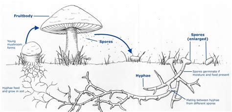 Asexual Fungal Spores