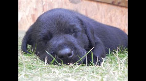 Cute Black Labrador Retriever Puppies