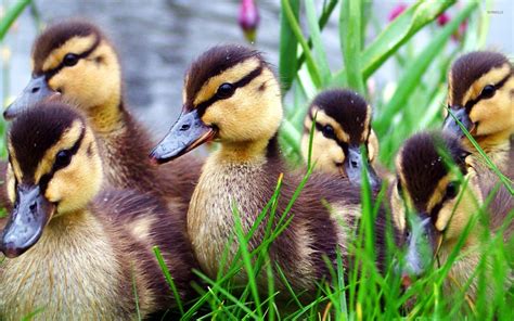 Ducklings wallpaper - Animal wallpapers - #23206