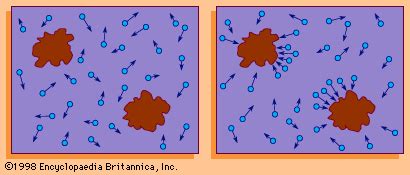 Brownian motion summary | Britannica