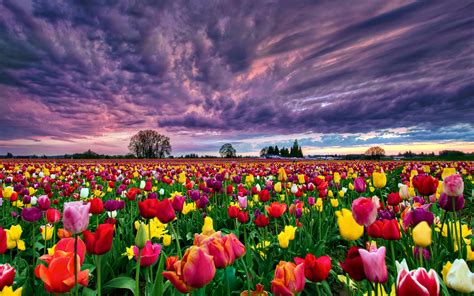 🔥 [40+] Field of Tulips Wallpapers | WallpaperSafari