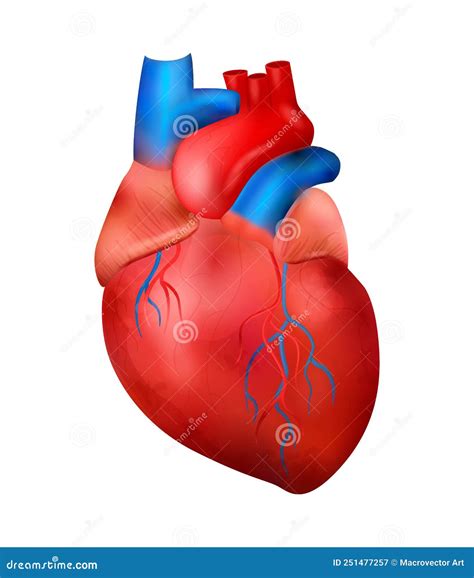 Realistic Human Heart Composition Stock Vector - Illustration of heart, symbol: 251477257