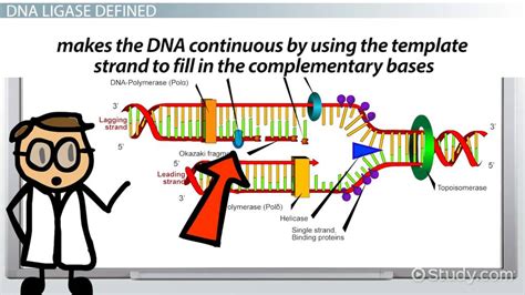 DNA Ligase | Definition, Function & Role - Lesson | Study.com