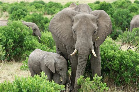 Wild African Elephant Mother And Baby by Gomezdavid