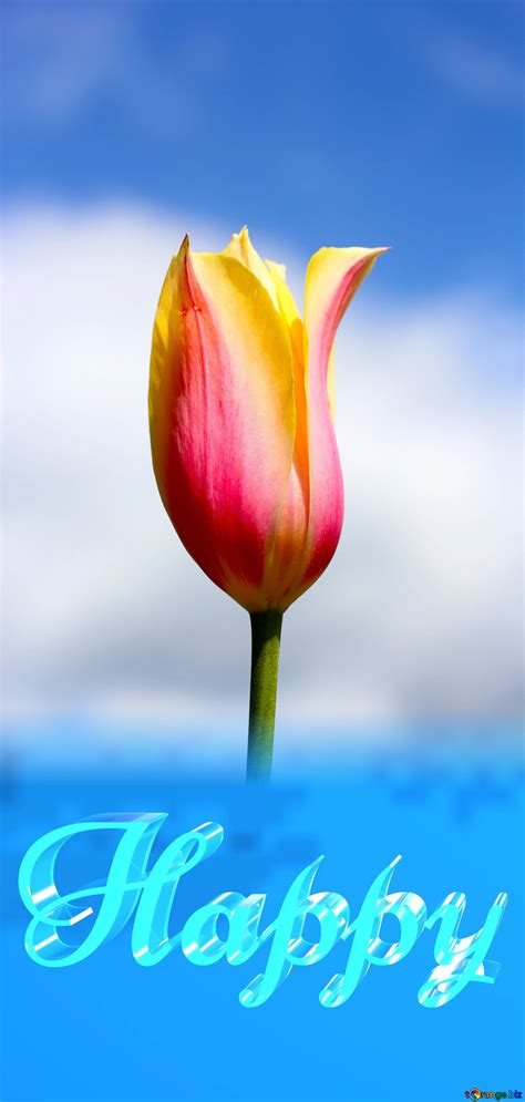 Blue Tulips Wallpapers - Top Free Blue Tulips Backgrounds - WallpaperAccess