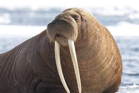 Walrus - Facts and Beyond | Biology Dictionary