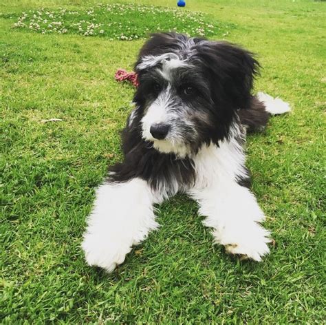 Border Collie / Poodle Mixed Breed Dog | Collie poodle mix, Border collie poodle mix, Poodle mix