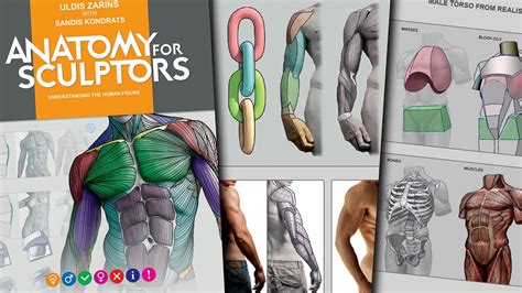 Anatomy For Sculptors – Understanding The Anatomy Of The, 41% OFF