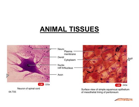 Animal Cell And Tissue