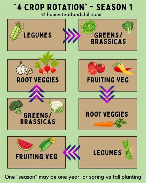 How to Practice Crop Rotation (Benefits Explained) ~ Homestead and Chill