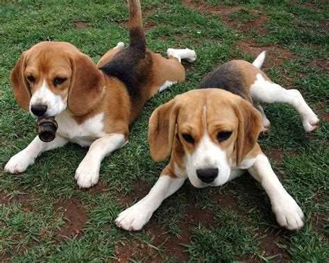 Beagle - Puppies, Pictures, Facts, Diet, Habitat, Behavior, Breeding, Life Span | Animals Adda