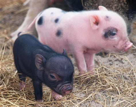 Pet Pot Belly Pigs For Sale Near Me : Micro Mini Teacup Pigs for Sale | Teacup Pigs for Sale ...