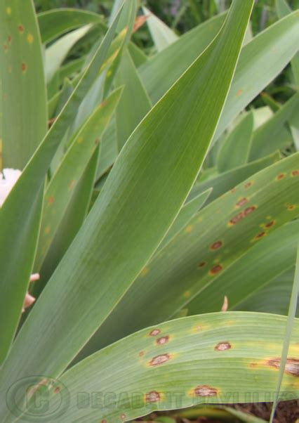 Are You Concerned With Brown Spots On Bearded Iris - Decadent Daylilies Australia