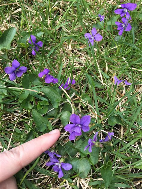 Small purple flowers that grow like weeds. Seem to be planted by bird poop. Located in Northeast ...