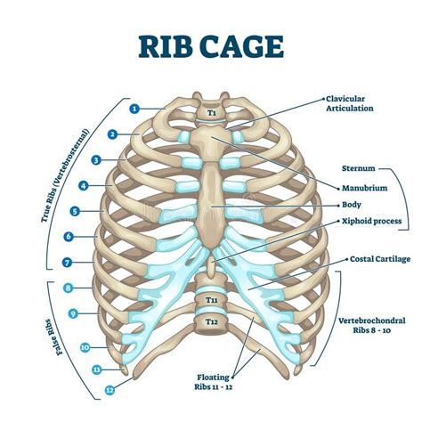 Human Rib Cage, Rib Cage Anatomy, Anatomy Bones, Human Skeleton Anatomy, Human Body Anatomy ...