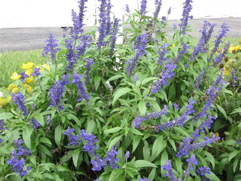 A. J. Rahn Greenhouses: Annual Blue Salvia